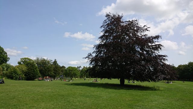 公園の中の大きな木